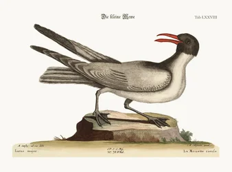 The Laughing Gull, 1749-73